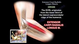 Extensor Carpi Radialis Longus  Everything You Need To Know  Dr Nabil Ebraheim [upl. by Neral]