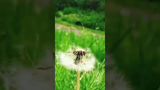 Wind supported seed dispersal [upl. by Aseen]