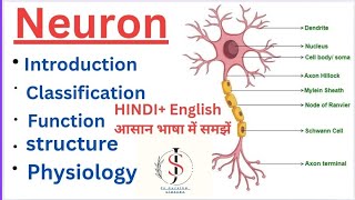 Neuron Nervous system  Anatomy amp Physiology  Hindi English [upl. by Lehmann757]