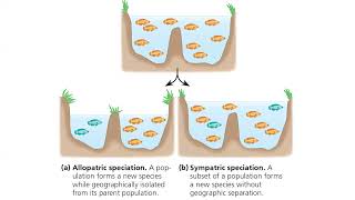 23 Speciation amp start phylogeny [upl. by Inele28]