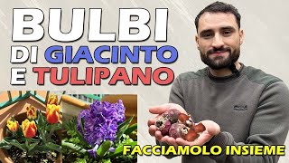 PIANTARE I BULBI DI GIACINTO E TULIPANO [upl. by Llenrep]