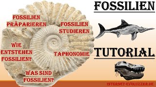 Fossilien Tutorial [upl. by Auahsoj440]