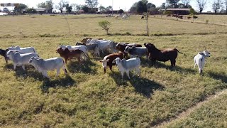 P165 Desarrollada por una mujer Buenavista ganadería de campeones [upl. by Suivatnad]