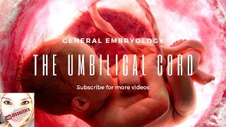 Medical embryology  The umbilical cord [upl. by Yael28]