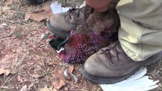 How to Field Dress a Pheasant in 10 Seconds Hunting Skills [upl. by Salomone]