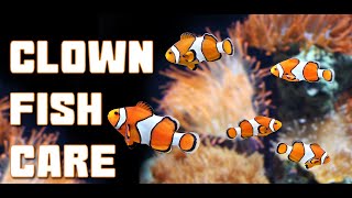 Everything you need to know about keeping CLOWNFISH in a HOME AQUARIUM [upl. by Chiou]