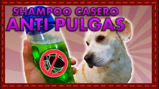 Shampoo casero anti pulgas y piel sensible Fórmula natural y efectiva [upl. by Danyluk732]