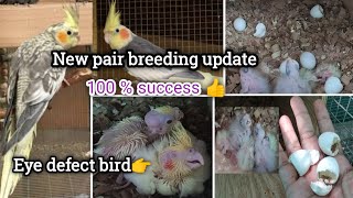 💥 Cockatiel New pair breeding update🐣good result👌 cockatiel chicks🦜 cockatiel [upl. by Ruvolo]