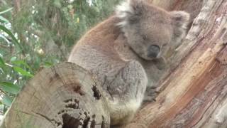 Cleland Wildlife Park Adelaide South Australia [upl. by Einiar]