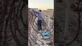 Burying grape vines for winter protection process [upl. by Akinhoj]