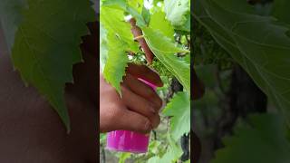 अंगूर डीपीग 🍇 Grapes Diepping  grape grapegrowing viralvideo trending youtubeshorts short [upl. by Alius685]