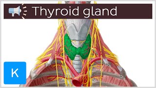 Thyroid gland  Anatomical Terms Pronunciation by Kenhub [upl. by Ahsya]