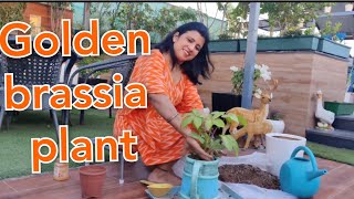 Golden brassia plant  How to growcare Golden brassia plant  best Indoor plant  Exotic plant [upl. by Romanas396]