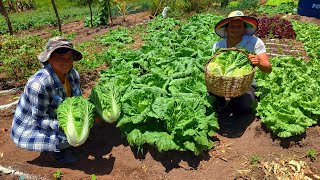 FARTURA de acelga na roçacomo plantarAlmoço com acelga [upl. by Vladamar]