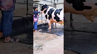 Holstein Friesian bull with a robust build gets showered [upl. by Notfa880]