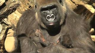 Newborn Gorilla [upl. by Philippe]