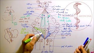 Neuroanatomie  Fosa Romboidă [upl. by Aliuqat]