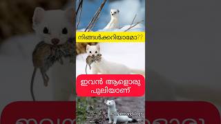 Intresting Facts About Stoats  Stoat Facts Malayalam  Rabbit Hunter shorts youtubeshorts facts [upl. by Eniretak]