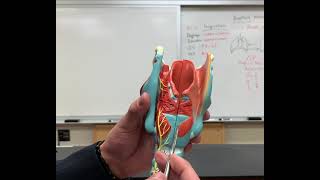 Altay Larynx Model [upl. by Okemak]