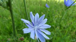 How to Identify Chicory [upl. by Teodora]