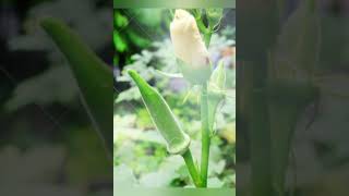 MEDICAGO FOOD or PLANT Ladys Finger GLARE HEALTHFUL TIPS [upl. by Tita]