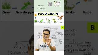 Food chain  Ecosystem  Ecology  neet2025 ncertbiology class12biology foodchain [upl. by Gottwald214]