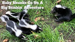 Baby Skunks Go On A Big Stinkin Adventure  Baby Skunk Removal From Shed [upl. by Ambie]