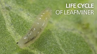 Life cycle of leaf miners [upl. by Nitsirhc354]