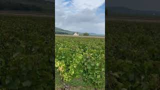 20290909Montrachet 葡萄園 [upl. by Sybilla]