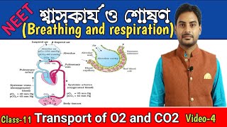 Transport of O2 and CO2 gas in Bengali class 11Halden effect Chloride shiftBohr effect in Bengali [upl. by Garneau]