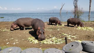 COME WATCH HIPPOS EAT amp GREET 𝐆𝐨𝐠𝐚 [upl. by Claudius]