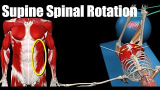 Supine Spinal Rotation  Watch all active muscles [upl. by Keating]