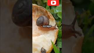 The Incredible Radula How Snails Use Their 12000 Tiny Teeth wildlife naturescience [upl. by Lakym]