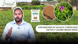 Explanation of Alfalfa Medicago Sativa Lucern Grass Seeds  Thanneru Suresh  SrinivasaAgroSeeds [upl. by Phelips233]