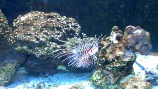 Antennata Lionfish and Sea Goblin [upl. by Lapham]