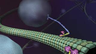 What is Kinesin Ron Vale Explains [upl. by Ariayek772]