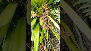 🔴The Wild Orchids shorts travel tranding  Lakwatcha TV [upl. by Gnivri417]