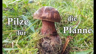 Pilze sammeln für die Pfanne 🍄 Speisepilze 2024 [upl. by Inoliel983]