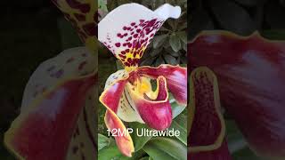 RARE TIP for iPhone 14 Pro Macro Photography [upl. by Neumark438]