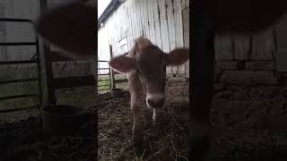 Little moo vs big moo calf brownswiss cowlover farm funny cute [upl. by Idissac]