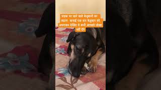 Pl help street animal bezuban voiceless doglover helpvoiceless [upl. by Hanala]