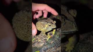 Catch a frog funny fly  big frog funny jump  Catch a frog for fun short [upl. by Yelrah]