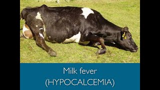 Milk fever  Postparturient hypocalcemia  Parturient paresis Hypocalcemia دودھ بخار [upl. by Nore]