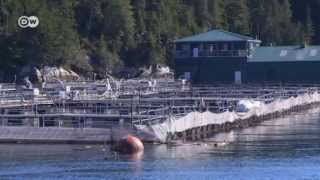 The Problem with Farmed Salmon  Global 3000 [upl. by Oderfla]