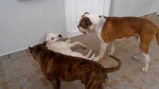 Dog fighting Pitbull vs American bulldog vs Dogo argentino v20 [upl. by Aicilef]