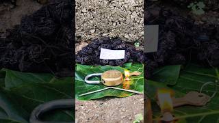 original nalla pasupu original black turmeric plant Kali haldi test trending 9325837843 [upl. by Vidovik]