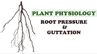 Plant PhysiologyRoot Pressure and Guttation [upl. by Alraep69]