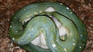 Green Tree Python  Breeding  OUR JOURNEY PART 2 [upl. by Lalita62]