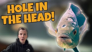 HOLE IN THE HEAD FISH TREATMENT This Works [upl. by Nace]