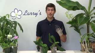 FAQ  Why are my Phalaenopsis Leaves Limp [upl. by Aviva]